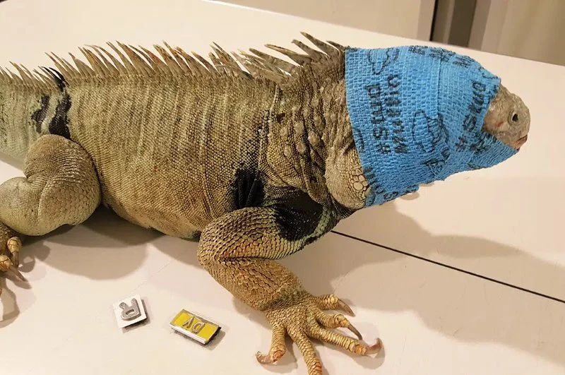 Vet-Approved Mental Health for Reptiles: Essential Tips for Wellbeing