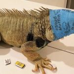 Vet-Approved Mental Health for Reptiles: Essential Tips for Wellbeing