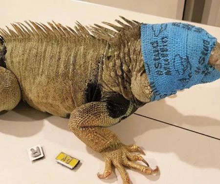 Vet-Approved Mental Health for Reptiles: Essential Tips for Wellbeing