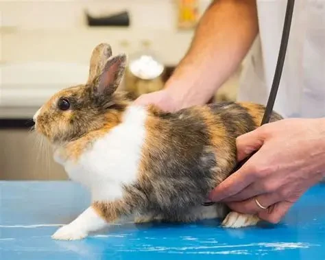 The Importance of Health Checkups for Rabbits – UK Edition