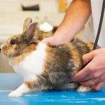 The Importance of Health Checkups for Rabbits – UK Edition