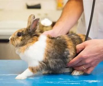 The Importance of Health Checkups for Rabbits – UK Edition