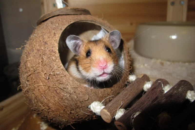 Allergy Care Explained: Keeping Your Hamsters Healthy in the UK