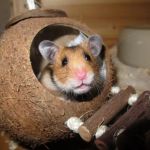 Allergy Care Explained: Keeping Your Hamsters Healthy in the UK