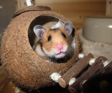 Allergy Care Explained: Keeping Your Hamsters Healthy in the UK