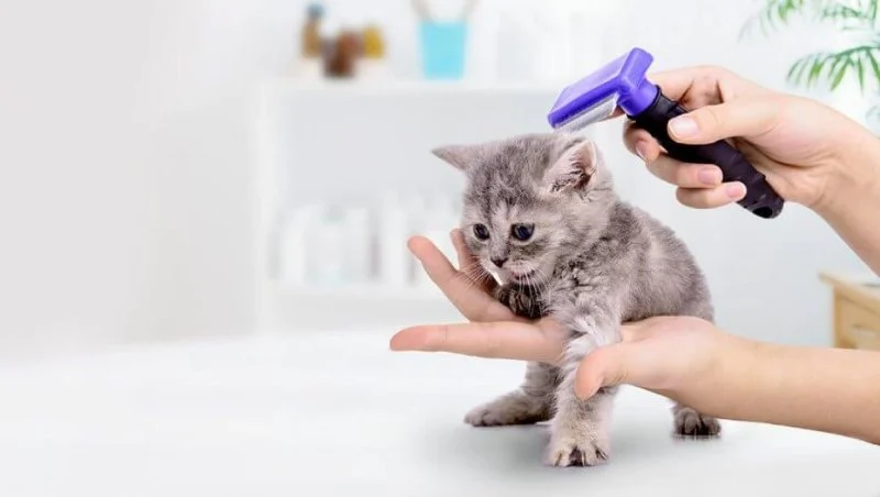 Vet-Approved Skin and Coat Care for Kittens