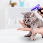 Vet-Approved Skin and Coat Care for Kittens