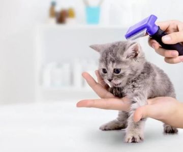 Vet-Approved Skin and Coat Care for Kittens