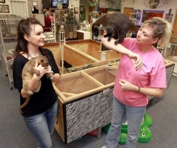 Best Practices for Mental Health in Exotic Pets: Expert Tips