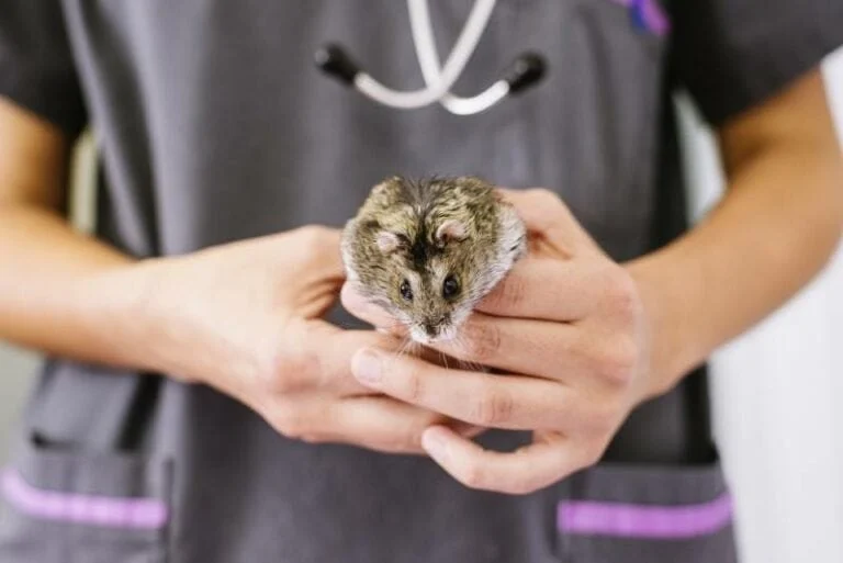 Top 10 First Aid Tips Every Hamster Owner in the UK Should Know