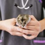 Top 10 First Aid Tips Every Hamster Owner in the UK Should Know