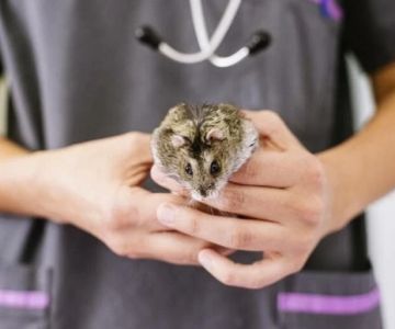 Top 10 First Aid Tips Every Hamster Owner in the UK Should Know