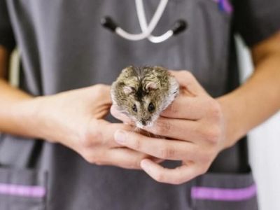 Top 10 First Aid Tips Every Hamster Owner in the UK Should Know