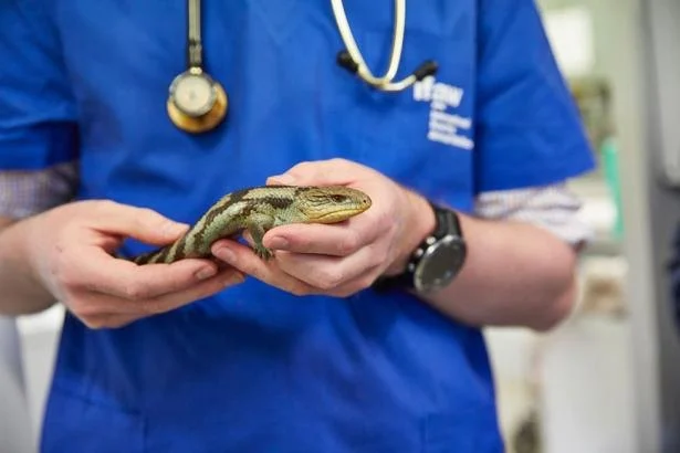 Complete Guide to Health Checkups for Reptiles