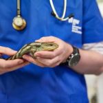 Complete Guide to Health Checkups for Reptiles