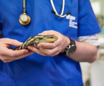 Complete Guide to Health Checkups for Reptiles