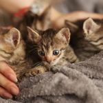 Complete Guide to First Aid Tips for Cats: Essential Care for Your Feline