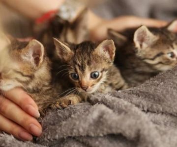 Complete Guide to First Aid Tips for Cats: Essential Care for Your Feline