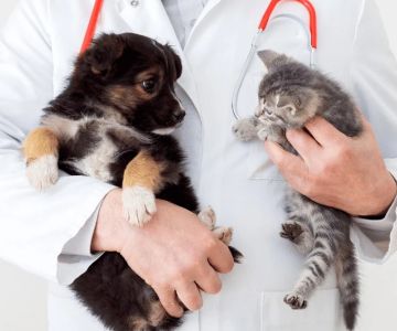 Top 10 Puppy and Kitten Care Tips Every Bird Owner in the UK Should Know