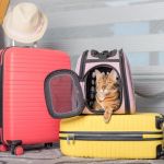 The Importance of Travel Safety for Cats – UK Edition