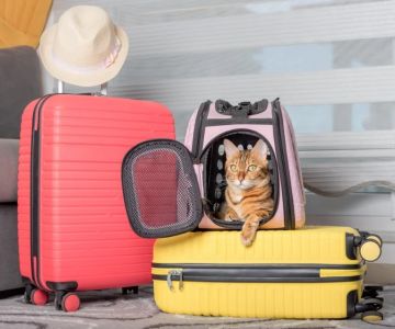 The Importance of Travel Safety for Cats – UK Edition