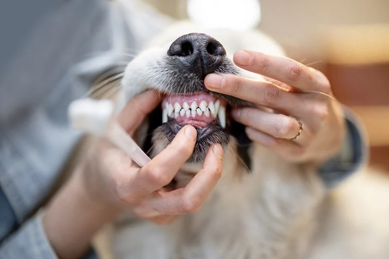 How to Improve Exotic Pets Dental Care at Home: Essential Tips