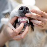 How to Improve Exotic Pets Dental Care at Home: Essential Tips