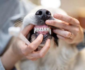 How to Improve Exotic Pets Dental Care at Home: Essential Tips