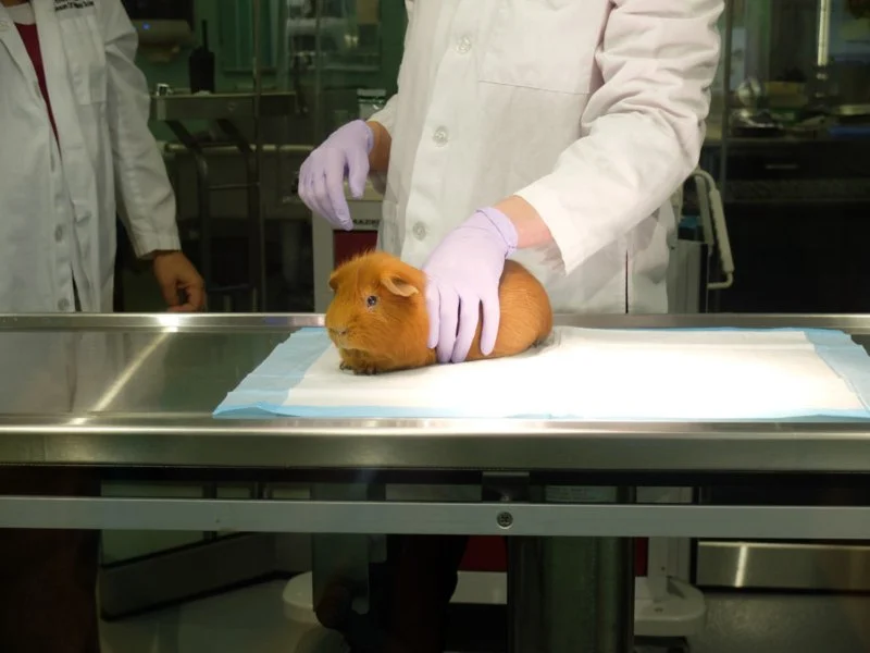 Vet-Approved Weight Management for Guinea Pigs – UK Care Guide