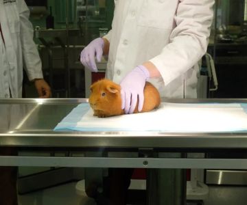 Vet-Approved Weight Management for Guinea Pigs – UK Care Guide