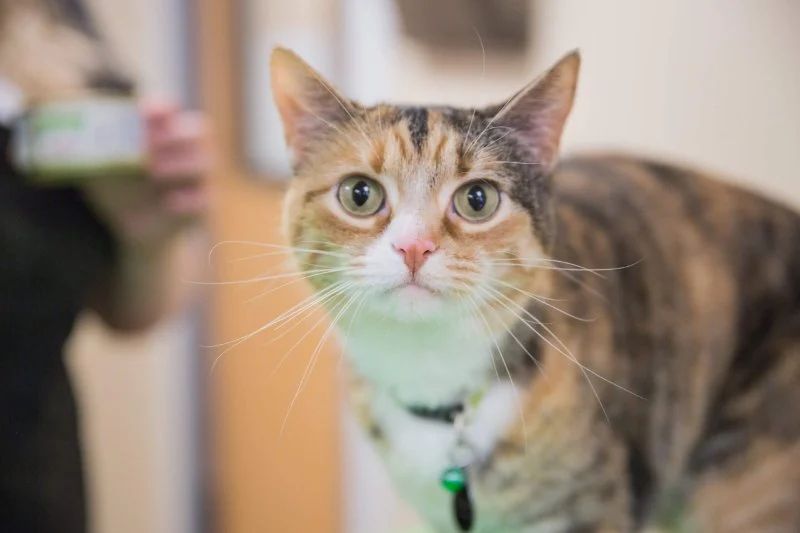 The Importance of Exercise and Fitness for Kittens – UK Edition