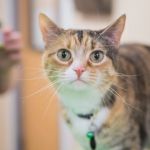 The Importance of Exercise and Fitness for Kittens – UK Edition