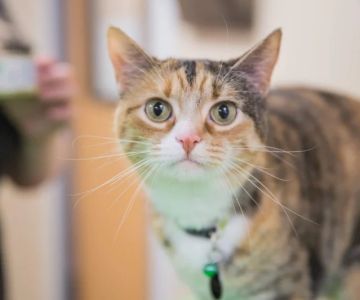 The Importance of Exercise and Fitness for Kittens – UK Edition