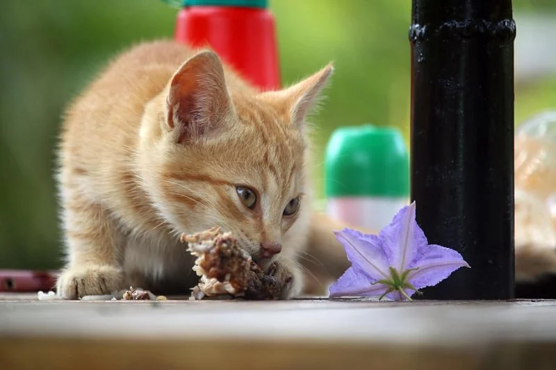 Seasonal Health Tips for Keeping Your Kittens Healthy in the UK