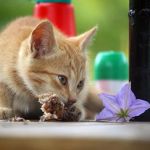 Seasonal Health Tips for Keeping Your Kittens Healthy in the UK