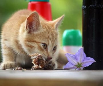 Seasonal Health Tips for Keeping Your Kittens Healthy in the UK