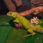 Best Practices for Health Checkups in Reptiles: Essential Tips for Pet Owners