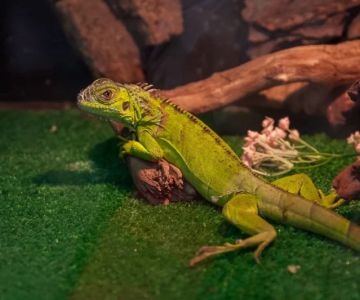 Best Practices for Health Checkups in Reptiles: Essential Tips for Pet Owners