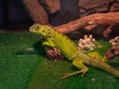 Best Practices for Health Checkups in Reptiles: Essential Tips for Pet Owners