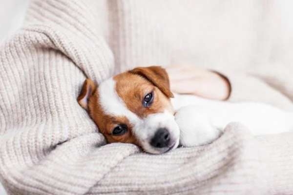 UK Pet Owner’s Guide to Common Illnesses for Puppies