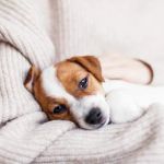 UK Pet Owner’s Guide to Common Illnesses for Puppies