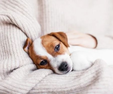 UK Pet Owner’s Guide to Common Illnesses for Puppies