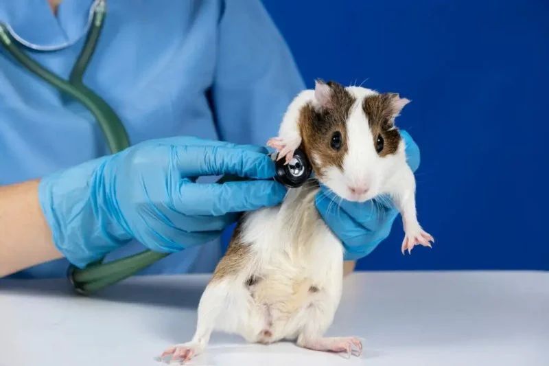 The Importance of Spaying and Neutering for Guinea Pigs in the UK