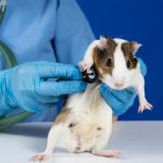The Importance of Spaying and Neutering for Guinea Pigs in the UK