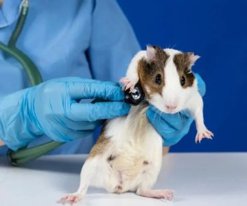 The Importance of Spaying and Neutering for Guinea Pigs in the UK