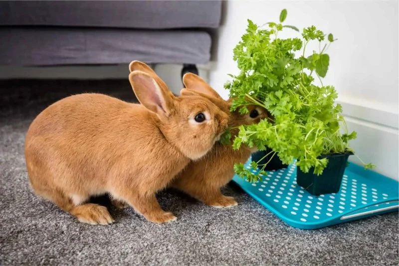 Preventive Care Tips for Rabbits: What UK Pet Owners Need to Know