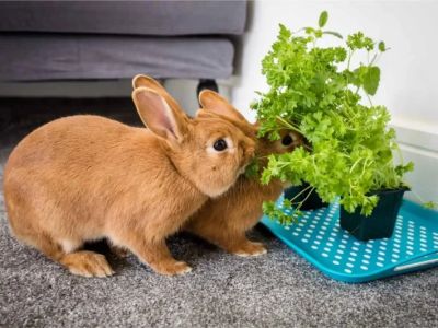 Preventive Care Tips for Rabbits: What UK Pet Owners Need to Know