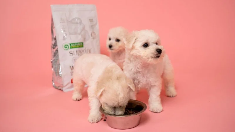 The Importance of Nutrition Tips for Puppies – UK Edition