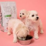 The Importance of Nutrition Tips for Puppies – UK Edition