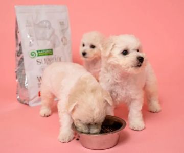 The Importance of Nutrition Tips for Puppies – UK Edition